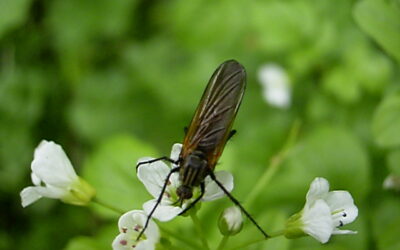 Pflanzen und Tiere der Erft