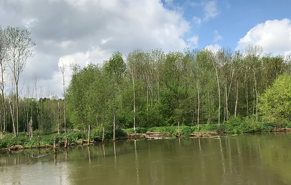 Erft-Auenwald Bergheim-Kenten Vogelwäldchen