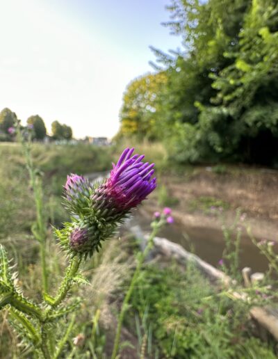 Lila Distelblüte im Vordergrund des Neffelbachs während der Renaturierung