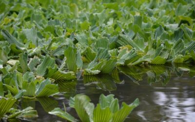 Amazonas Wassersalat auf der Erft