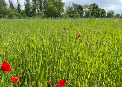 Gnadeltal Einsaat Wiese, Impression Wiese