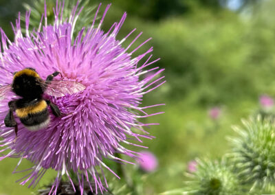 Gnadental Sukzession Hummel auf Distel