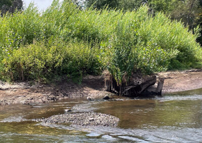 Gnadental Sukzession Weidengebüsch