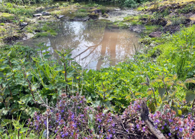 Potenzielles Amphibien-Laichgewässer in Gnadenthal
