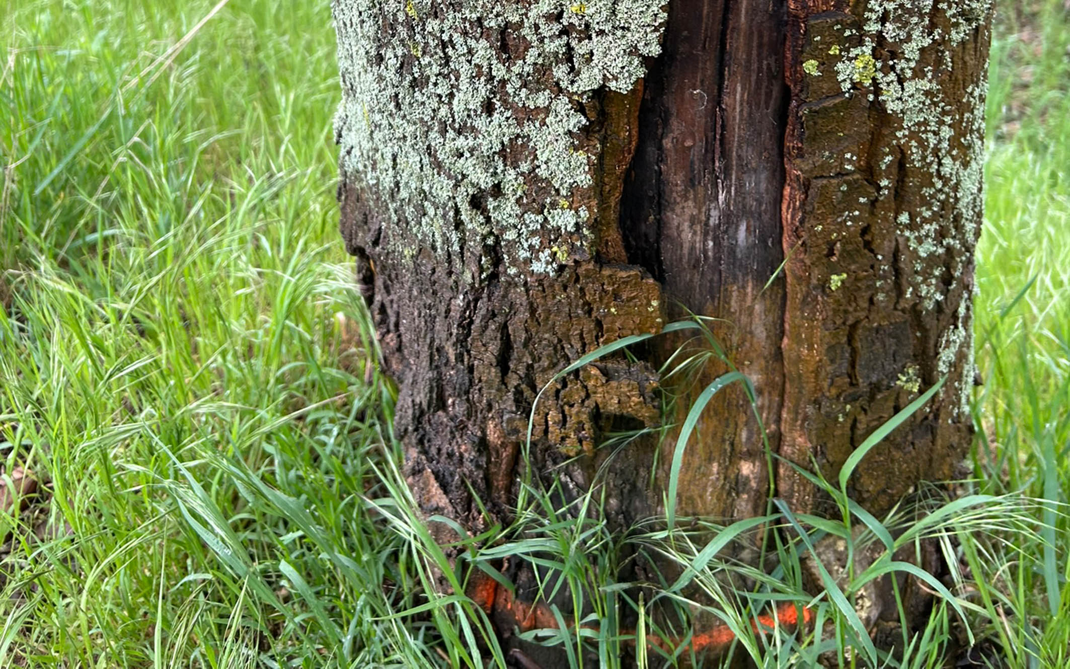 Baumstammschäden