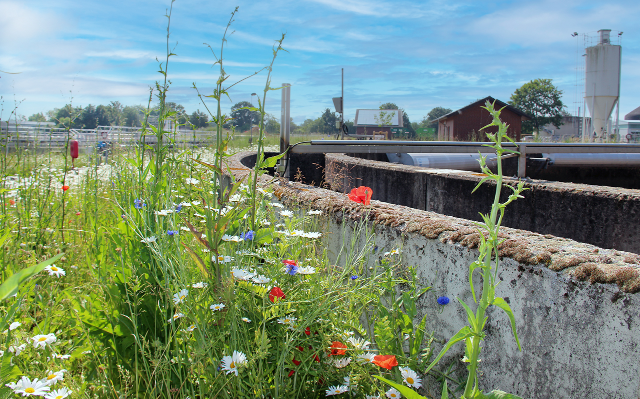 Blumenwiesen auf der Kläranlage Rheinbach