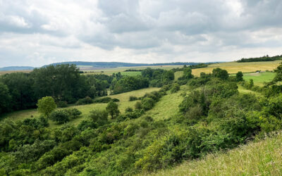 Artenschutzmaßnahmen für geplantes Hochwasserrückhaltebecken Schwerfen gestartet