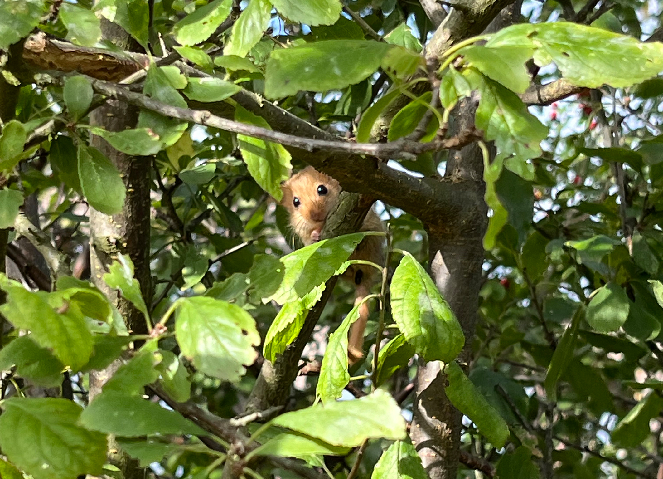 Haselmaus im Obstbaum